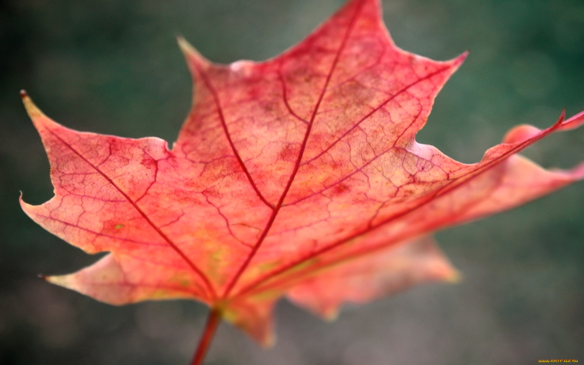 �������, ������, ����, �����, ��������